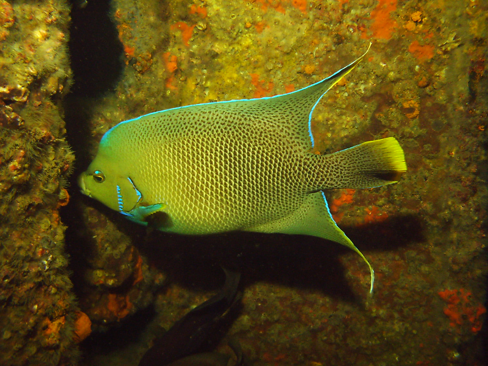 Townsend Angelfish