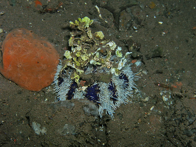 Toxic Sea Urchin