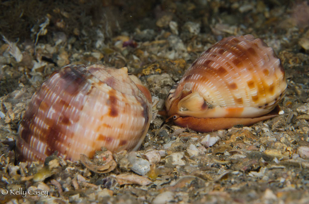 Trailing_juvenile_helmet_conchs