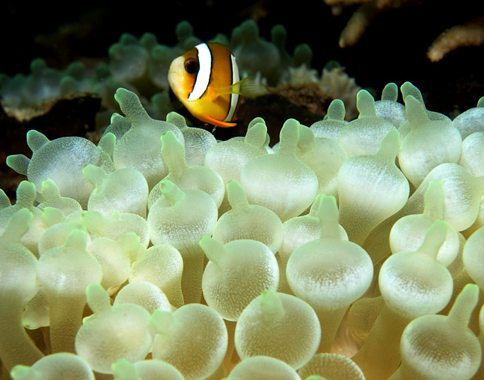 Translucent Anemone