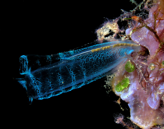 Translucent Sea Squirt