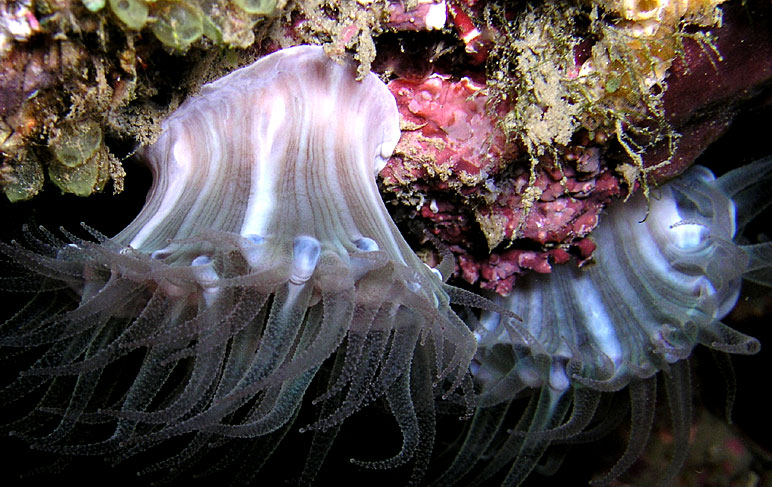 Translucent Soft Coral