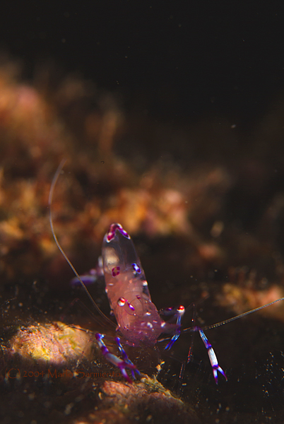 Transparent Shrimp
