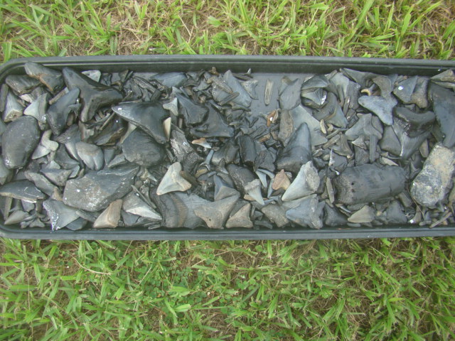 Tray full of shark teeth