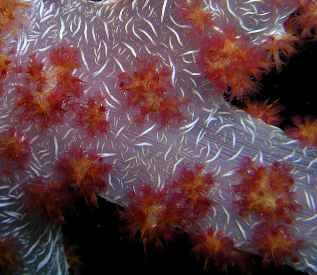 Tree Coral