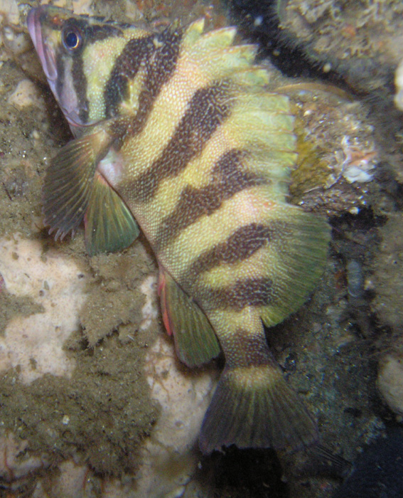 Tree Fish - Cresent Bay