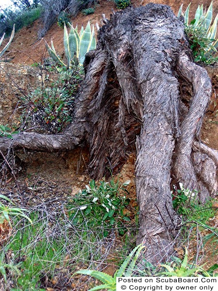 Tree roots found hiking at Catalina
