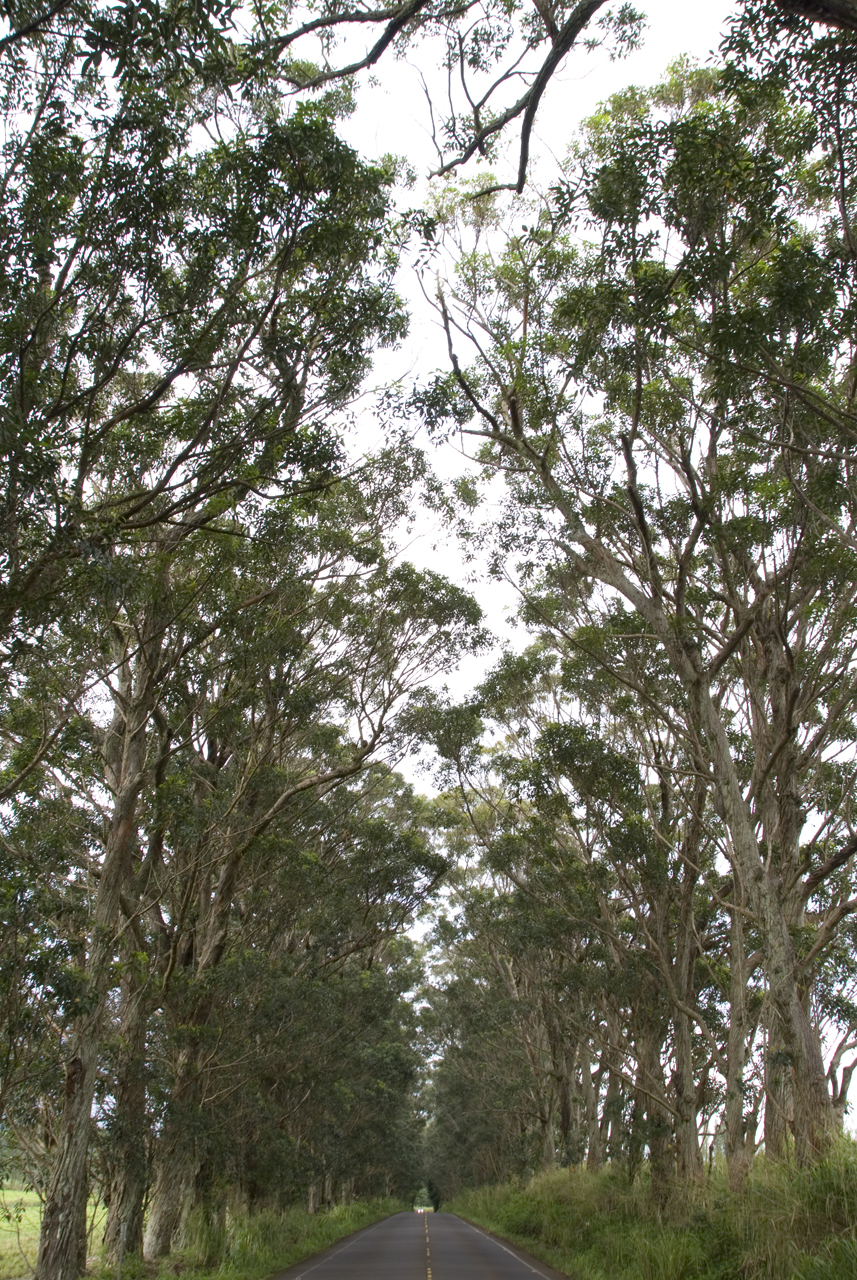 tree_tunnel_road