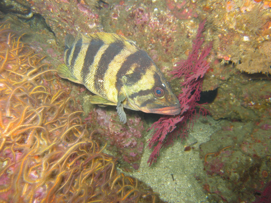 Treefish at Coral Reef, Anacapa