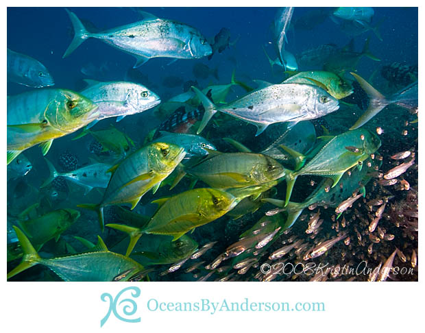 Trevally squadron