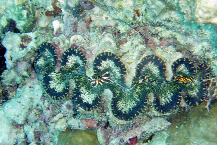 Tridacna Clam