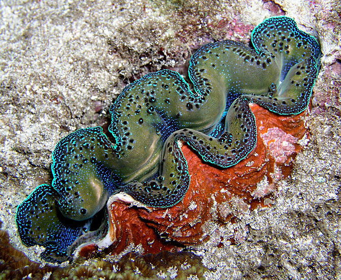 Tridacna