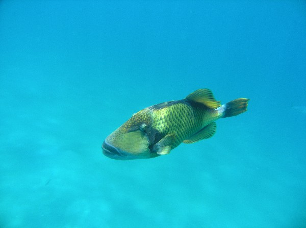 Trigger Fish