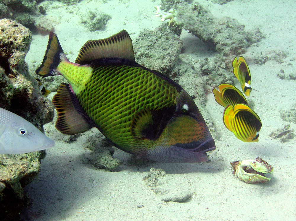 Trigger fish