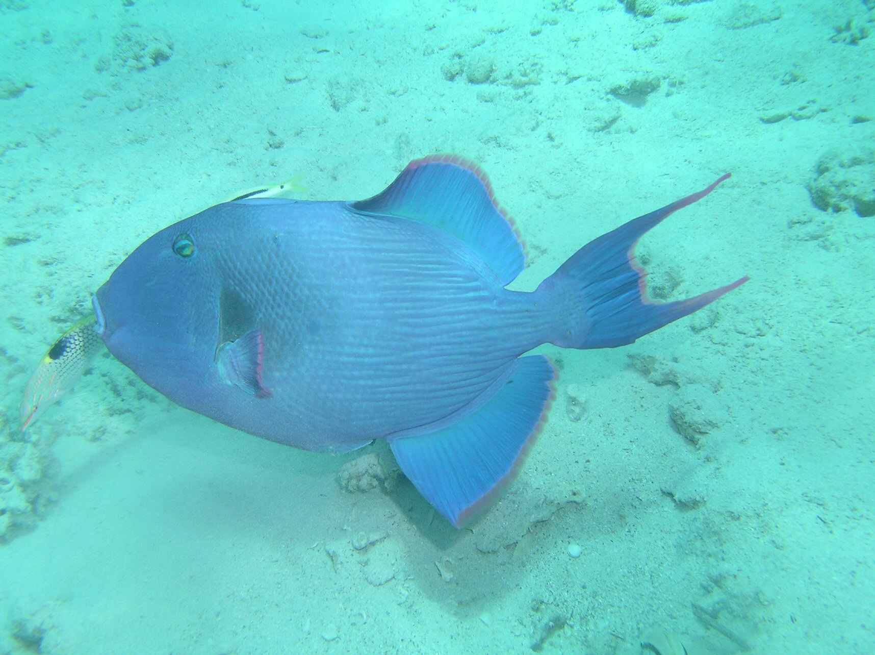 Trigger Fish