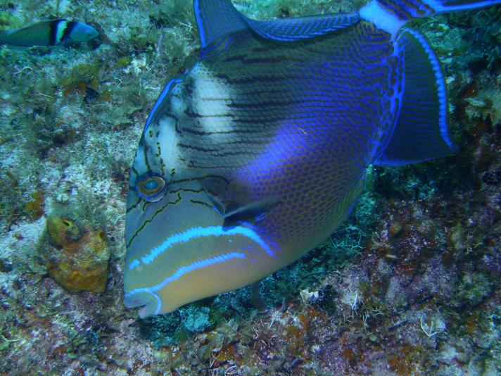 Triggerfish - Little Cayman - May 08