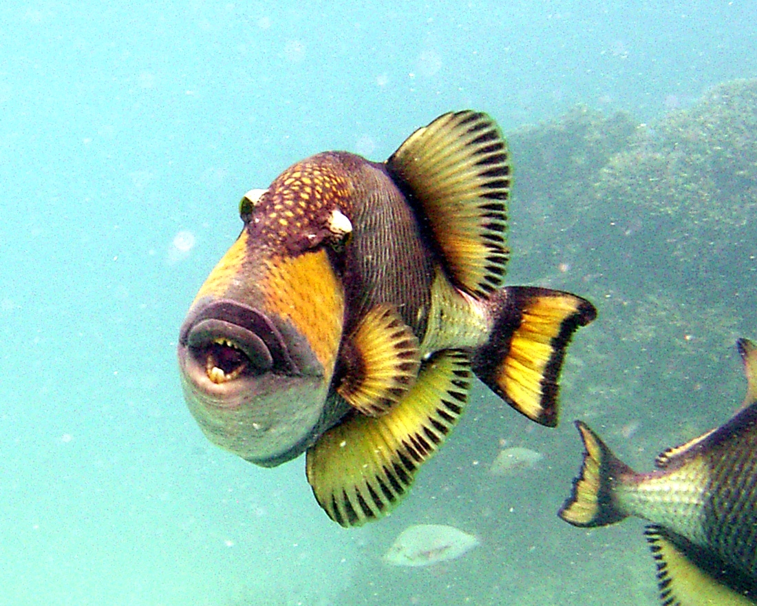 Triggerfish