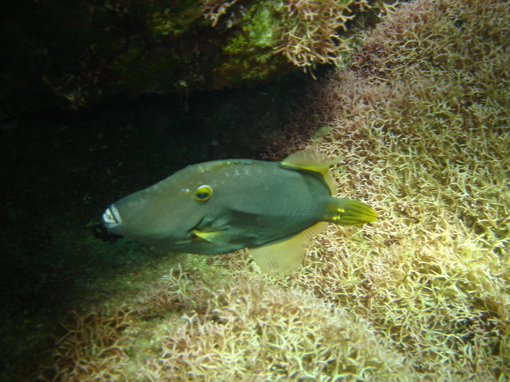 triggerfish