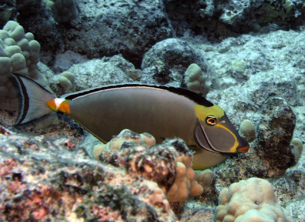 triggerfish