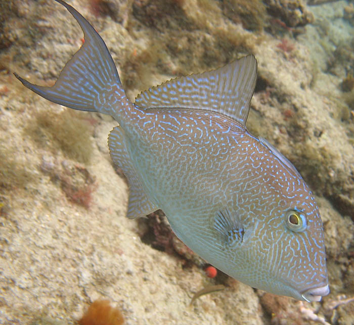 Triggerfish