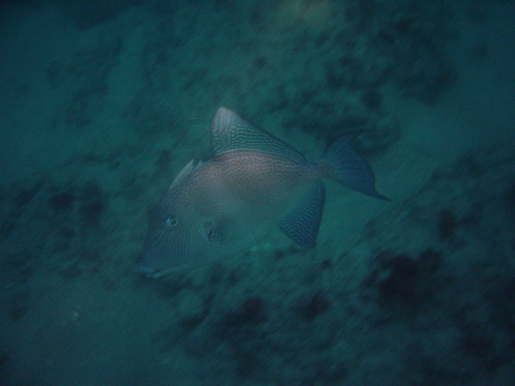 triggerFish1