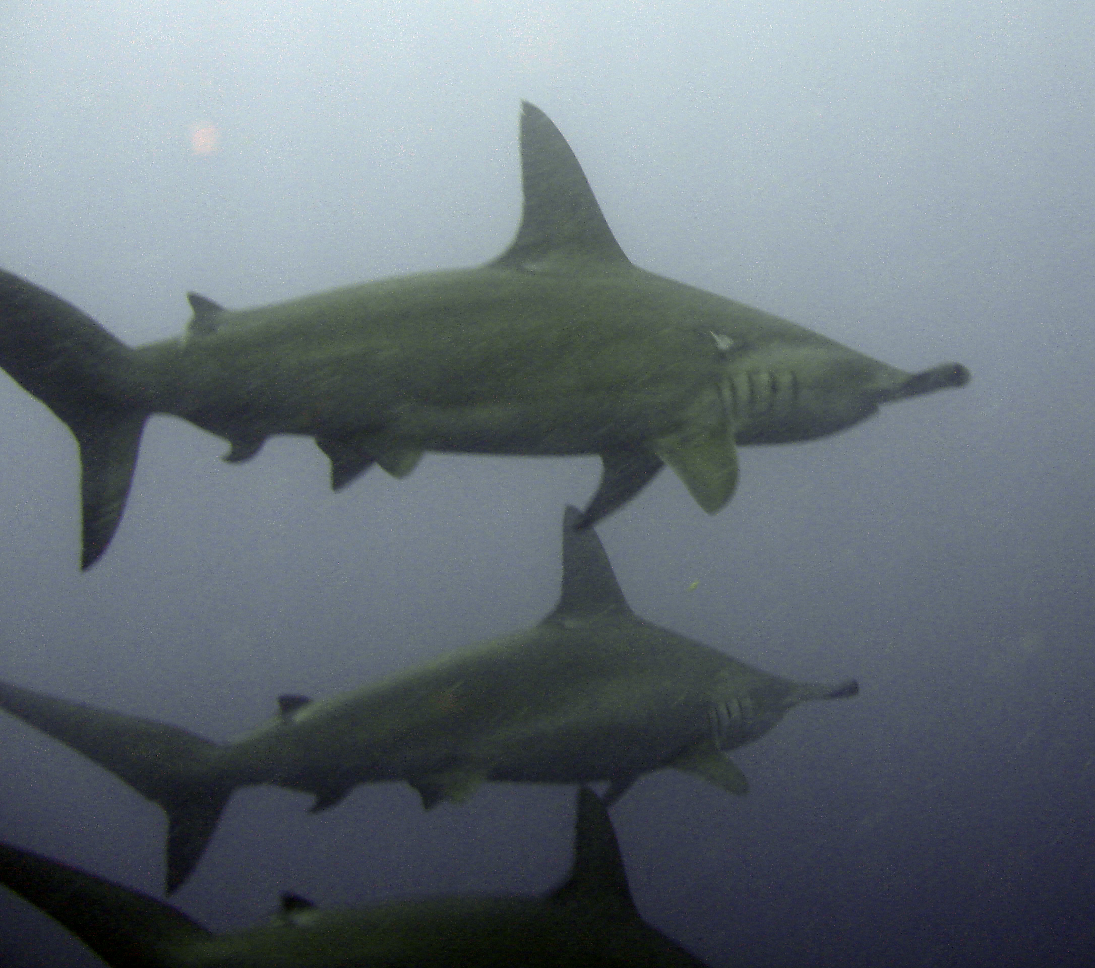 Trio of Scalloped Hammerhead Sharks