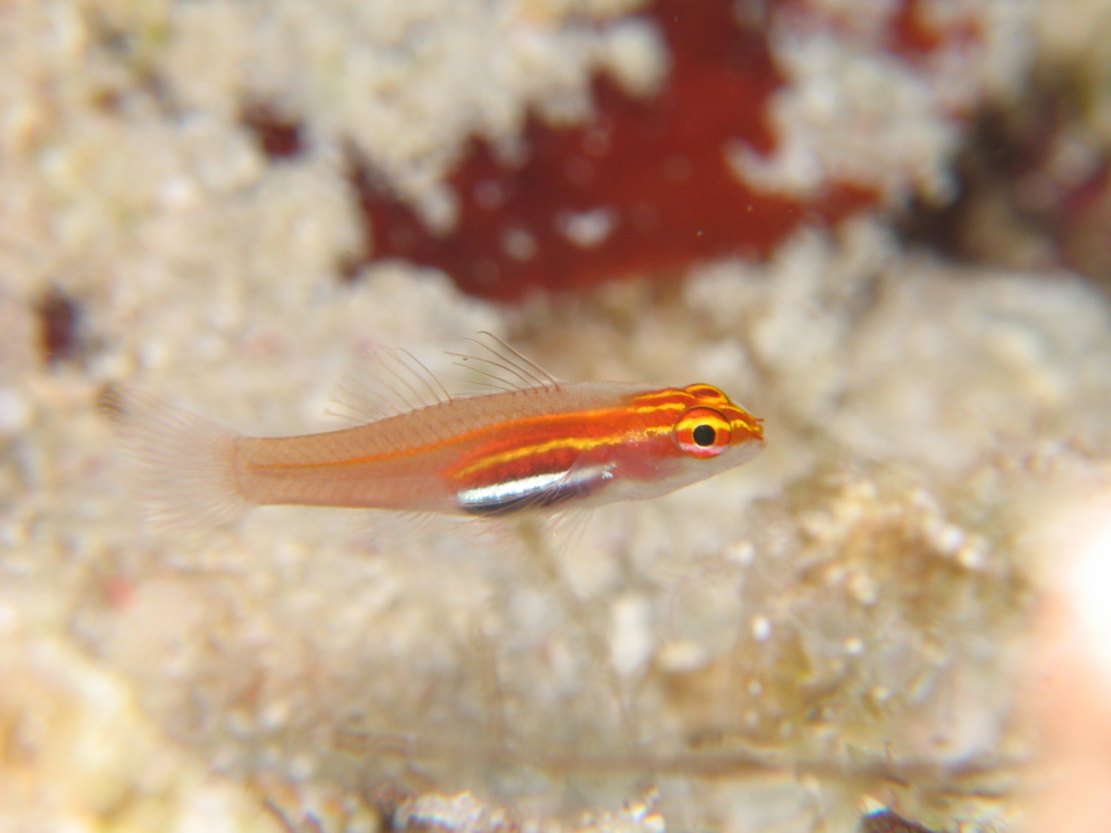 Triplefin