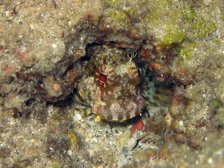 Tripple Spot Blenny