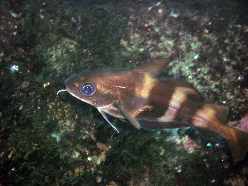 Trisopterus luscus