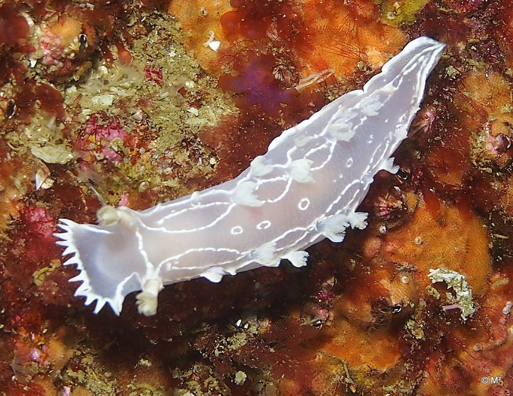 Tritonia festiva nudibranch