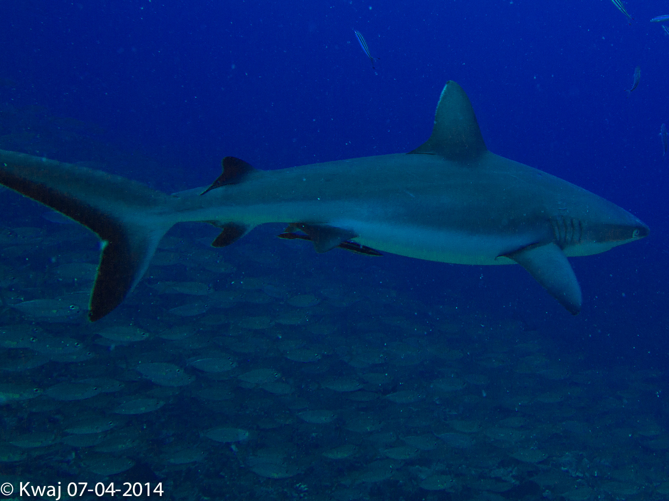 Troys coral head