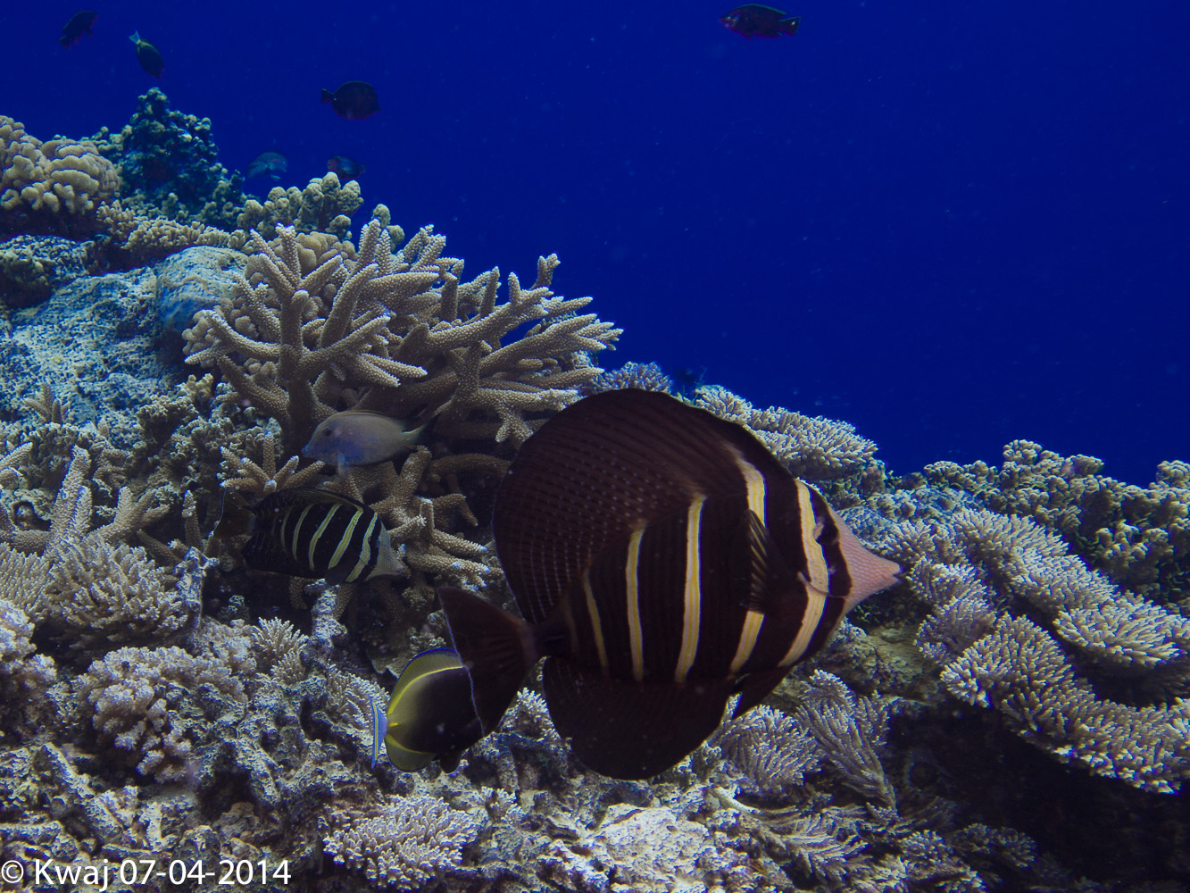 Troys coral head