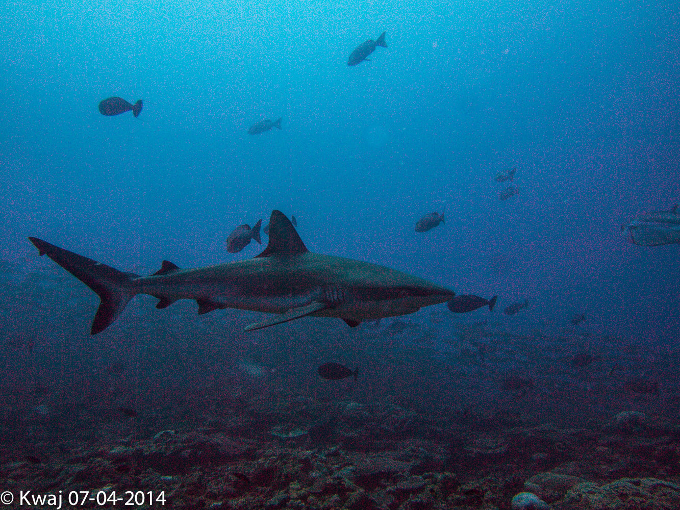 Troys coral head