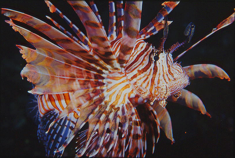 Truk Lionfish