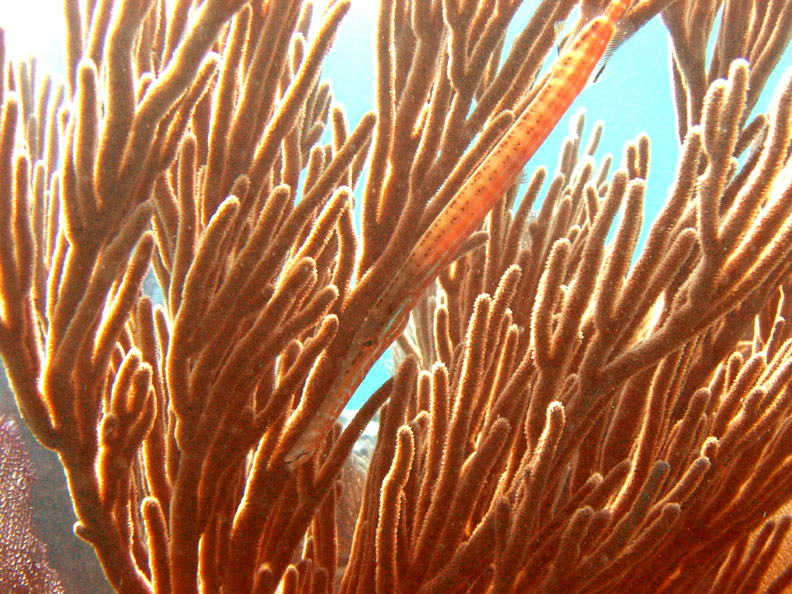 Trumpet fish hiding