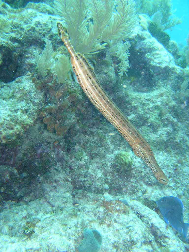 Trumpet fish - Mollasses Reef Key Largo Florida