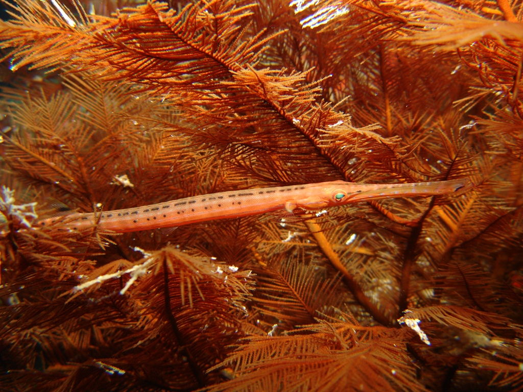 Trumpet Fish on Wreck of the Rodeo 25