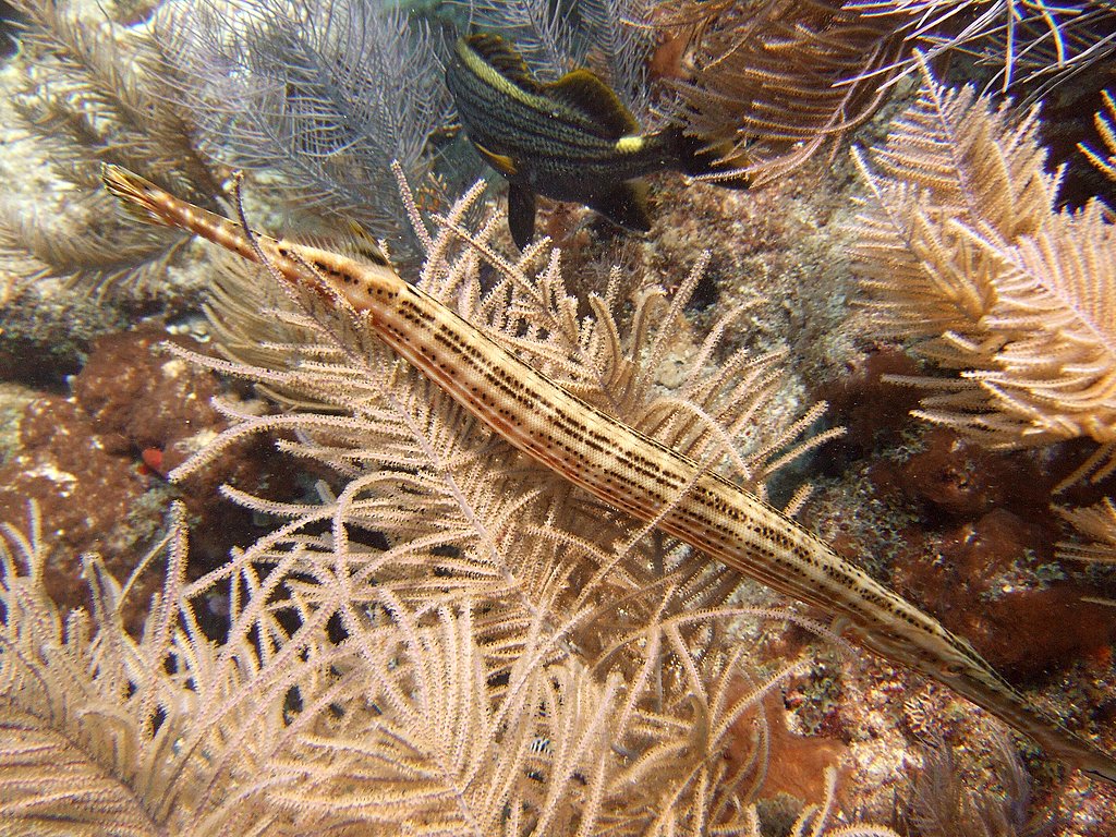 Trumpet Fish