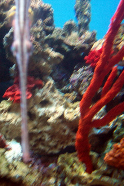 Trumpet fish