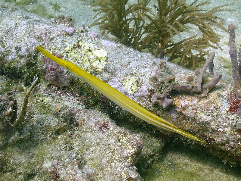 Trumpet Fish