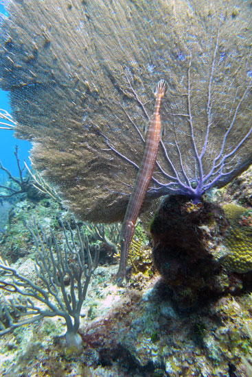 Trumpet fish