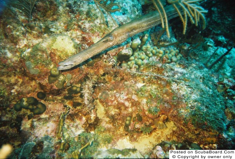 Trumpet Fish