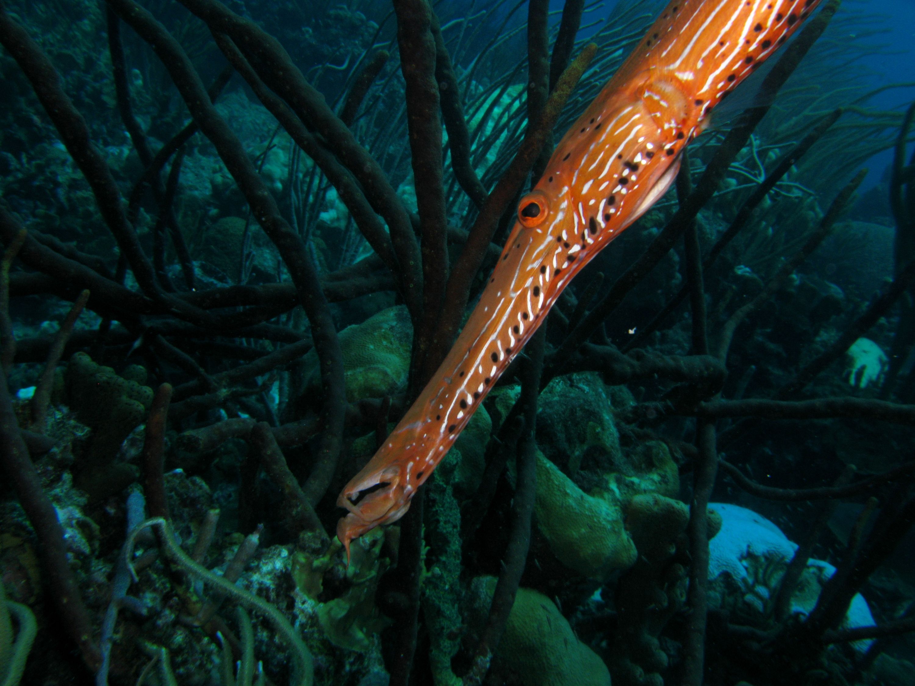 Trumpet Fish