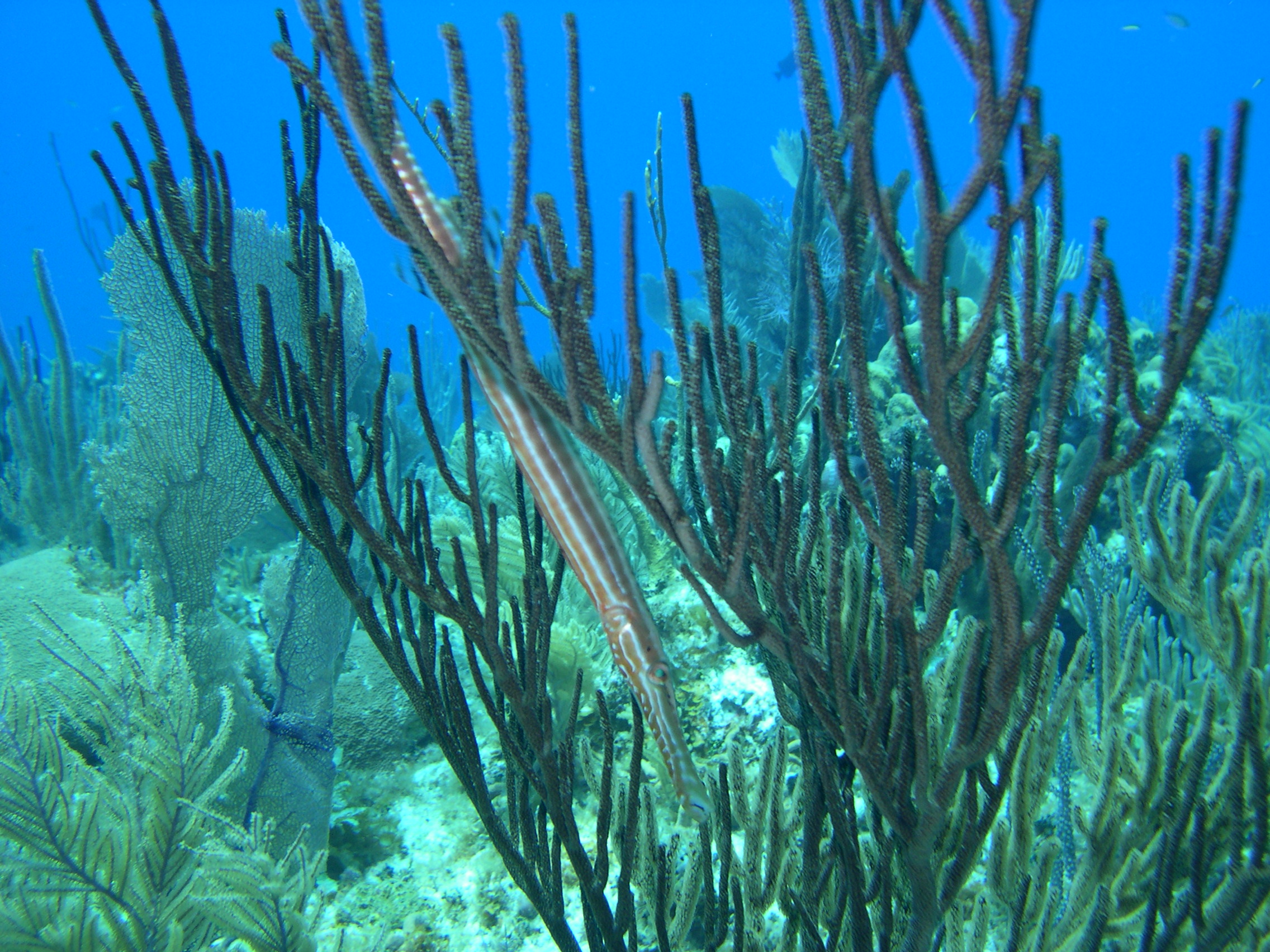 trumpet fish