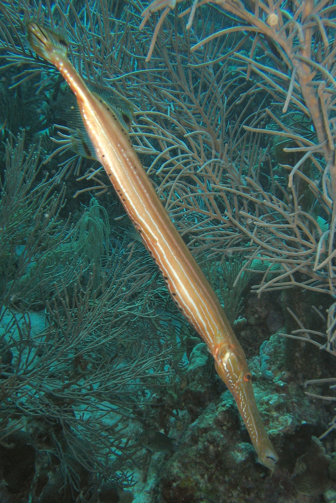 Trumpet Fish