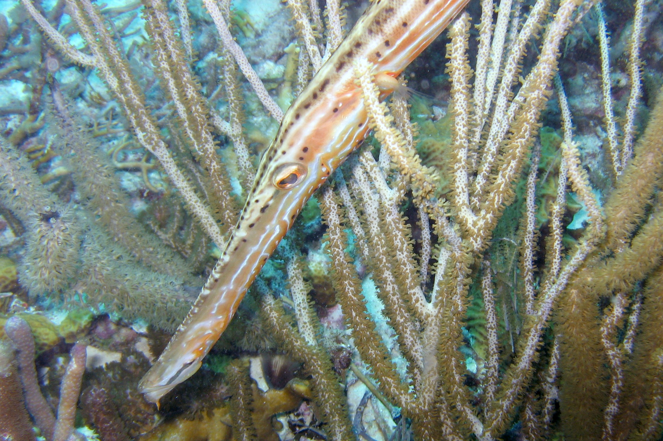 Trumpet Fish