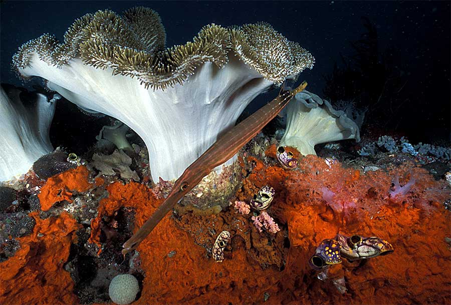 Trumpet fish