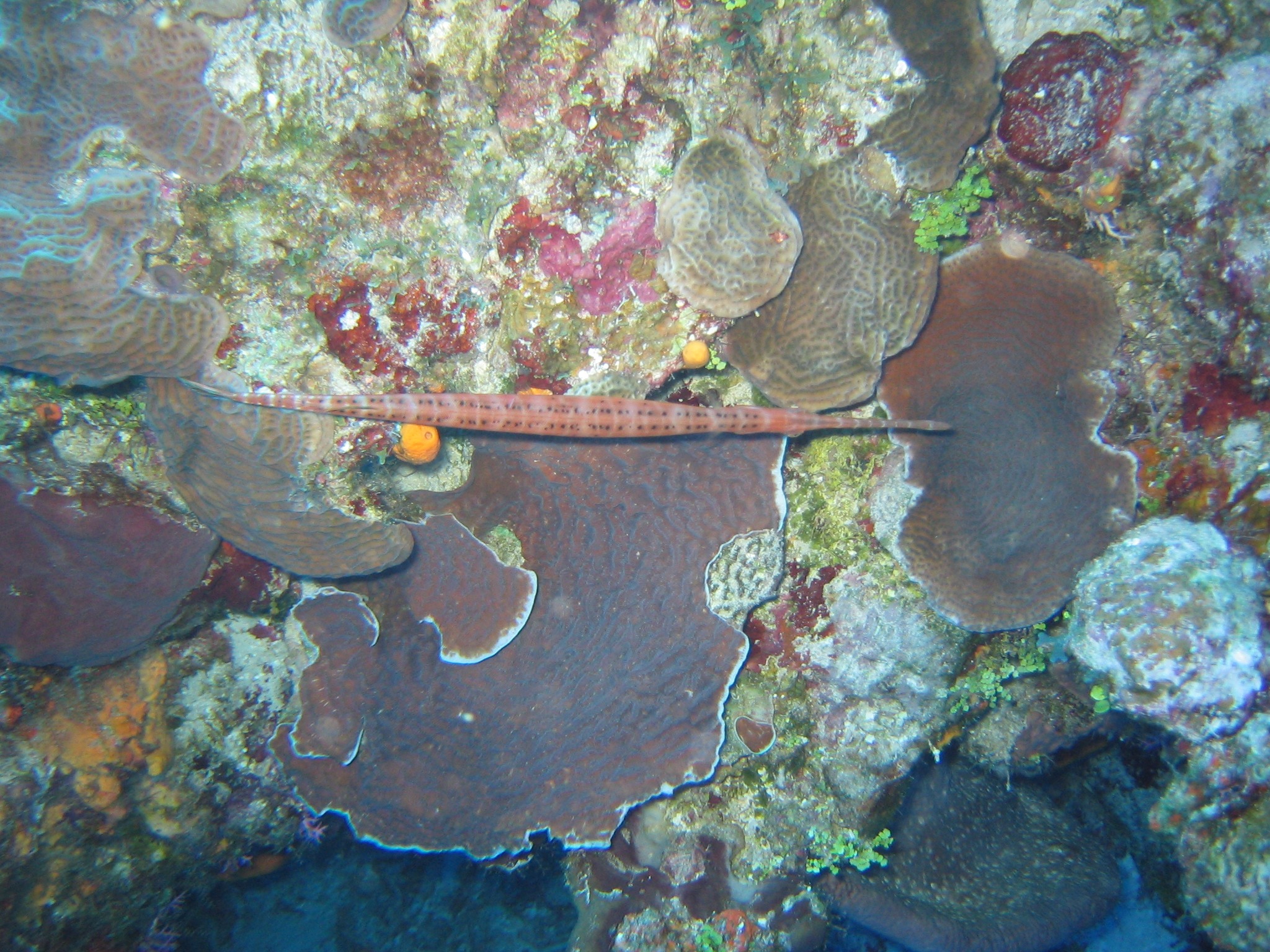 Trumpet Fish