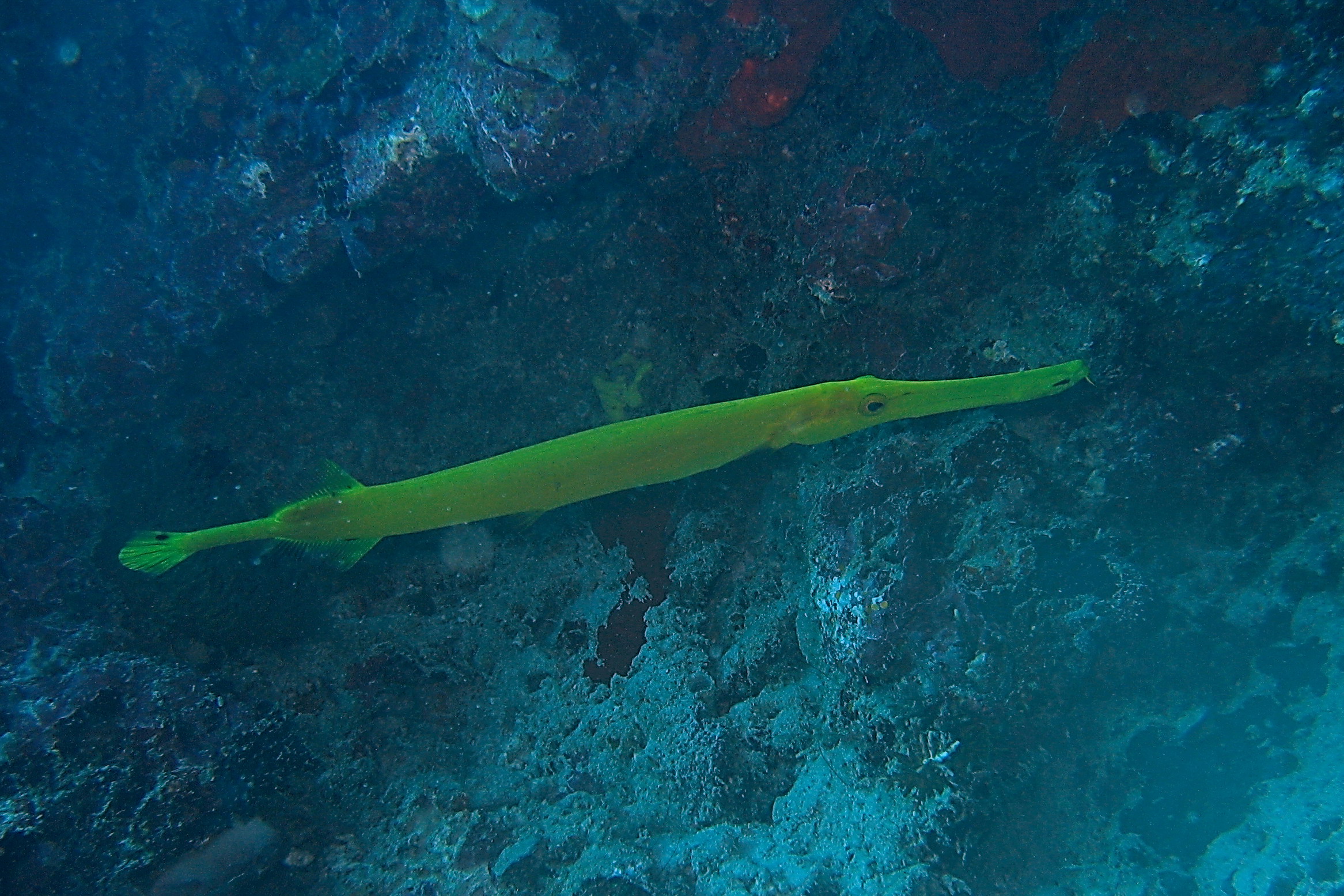 Trumpet Fish