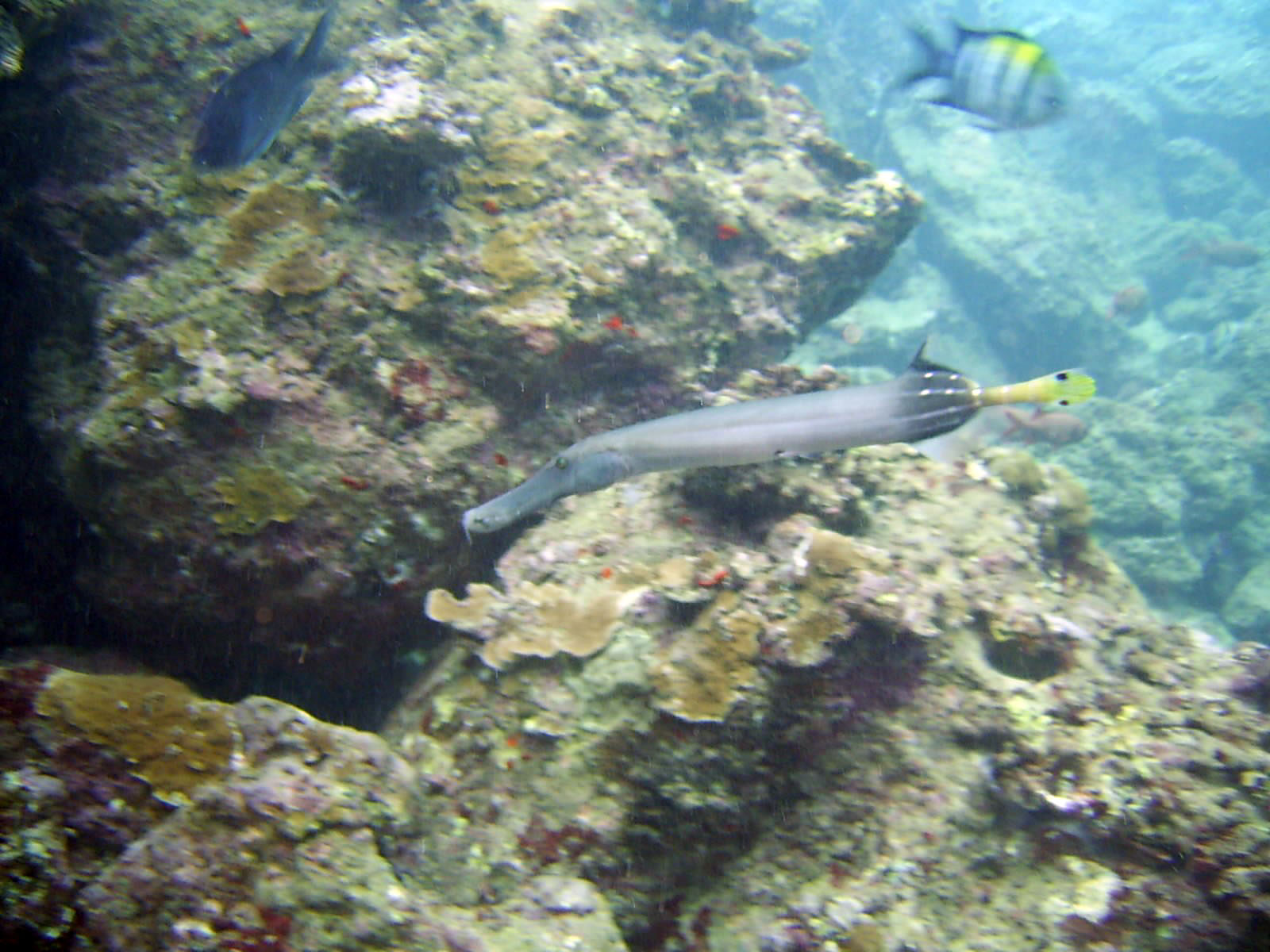 Trumpet Fish